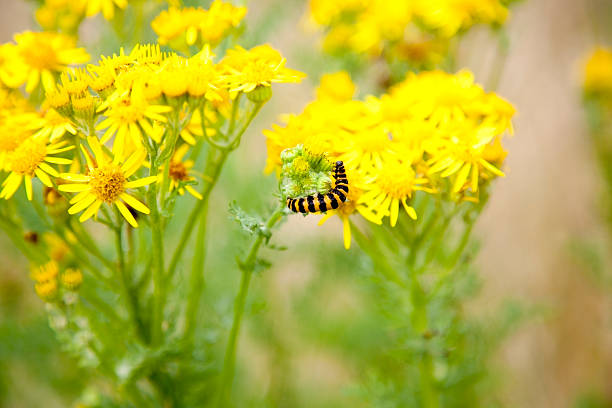 caterpillar - cinnabar moth - feeding on the highly toxic ragwort plant that is the scourge of agricultural and grazing land.