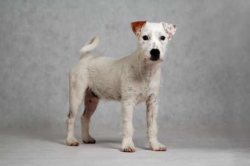 Parson russell Terrier puppy portrait