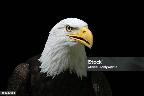 Wunderschöne Weißkopfseeadler Xxxl Stockfoto und mehr Bilder von Adler - Adler, Einzelnes Tier, Fotografie