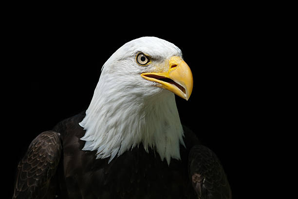 istock Beautiful Bald Eagle XXXL 184320064