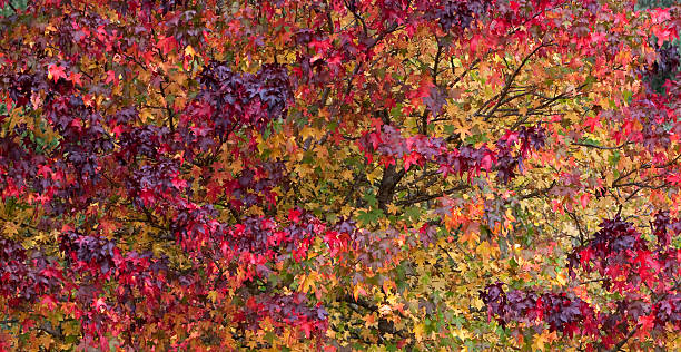 Colorful fall leaves stock photo