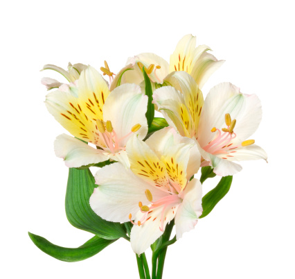 Pink and yellow lilies isolated on a white background.