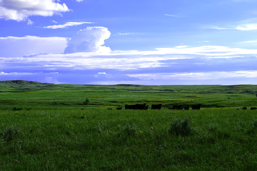 A group of black angus cattle standing on a large green field in Montana with hills in the background on a summer day.