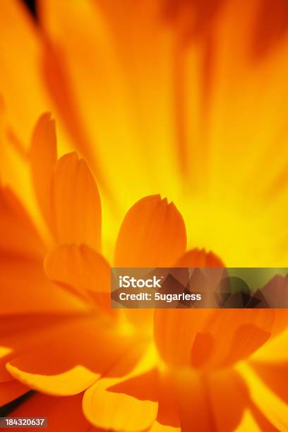Closeupweichzeichner Blume Stockfoto und mehr Bilder von Gerbera - Gerbera, Nahaufnahme, Blume