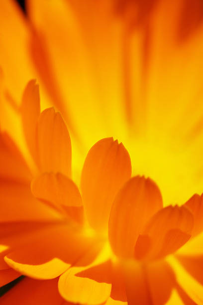 primer plano de la flor de foco suave - flower single flower orange gerbera daisy fotografías e imágenes de stock