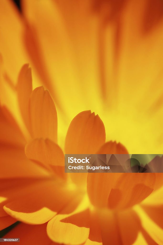 Close-up soft focus flower Macro shot of a calendula flower Gerbera Daisy Stock Photo