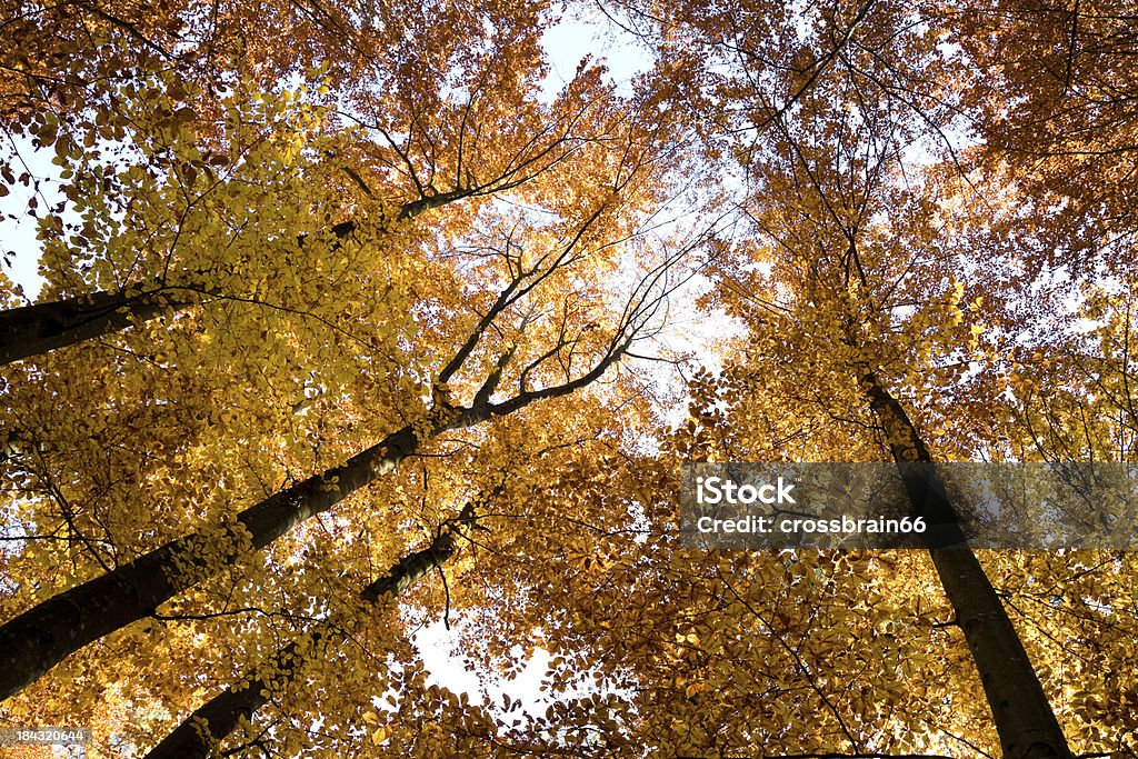 Coloré automne arbre haut - Photo de Allemagne libre de droits