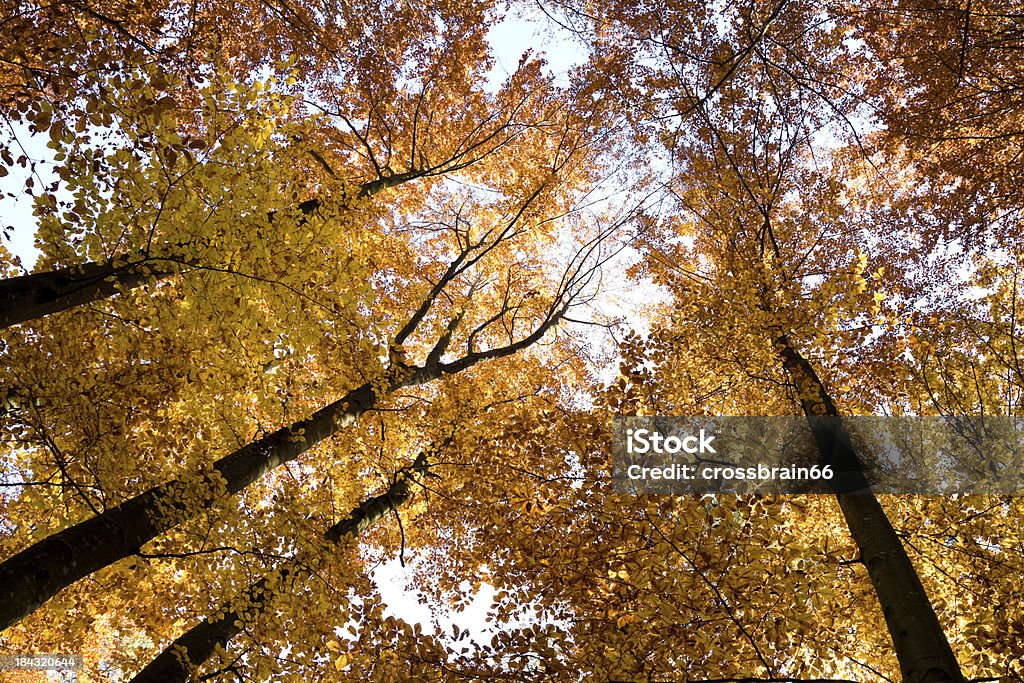 カラフルな秋のツリートップ - イル�ミネーションのロイヤリティフリーストックフォト