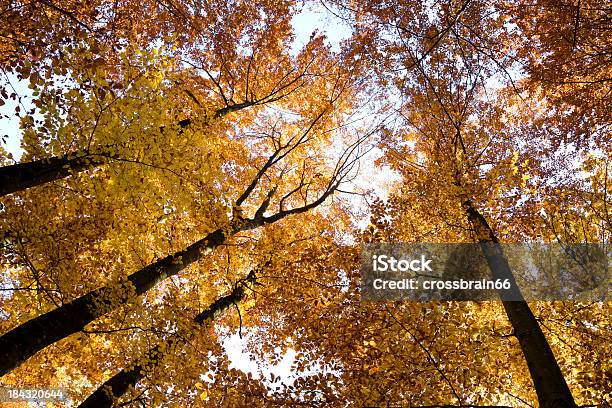 カラフルな秋のツリートップ - イルミネーションのストックフォトや画像を多数ご用意 - イルミネーション, オレンジ色, カラー画像