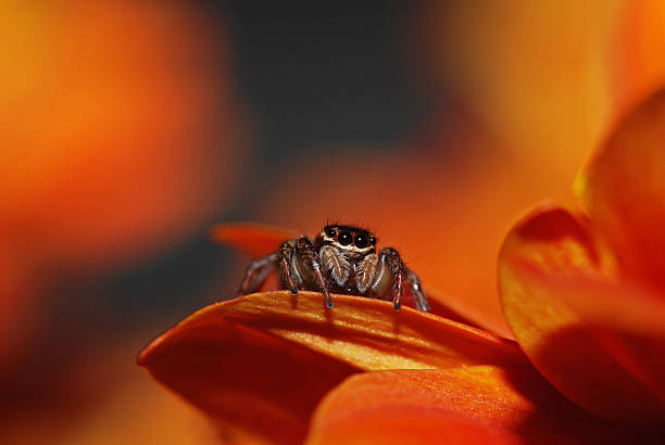 Jumping Spider stock photo