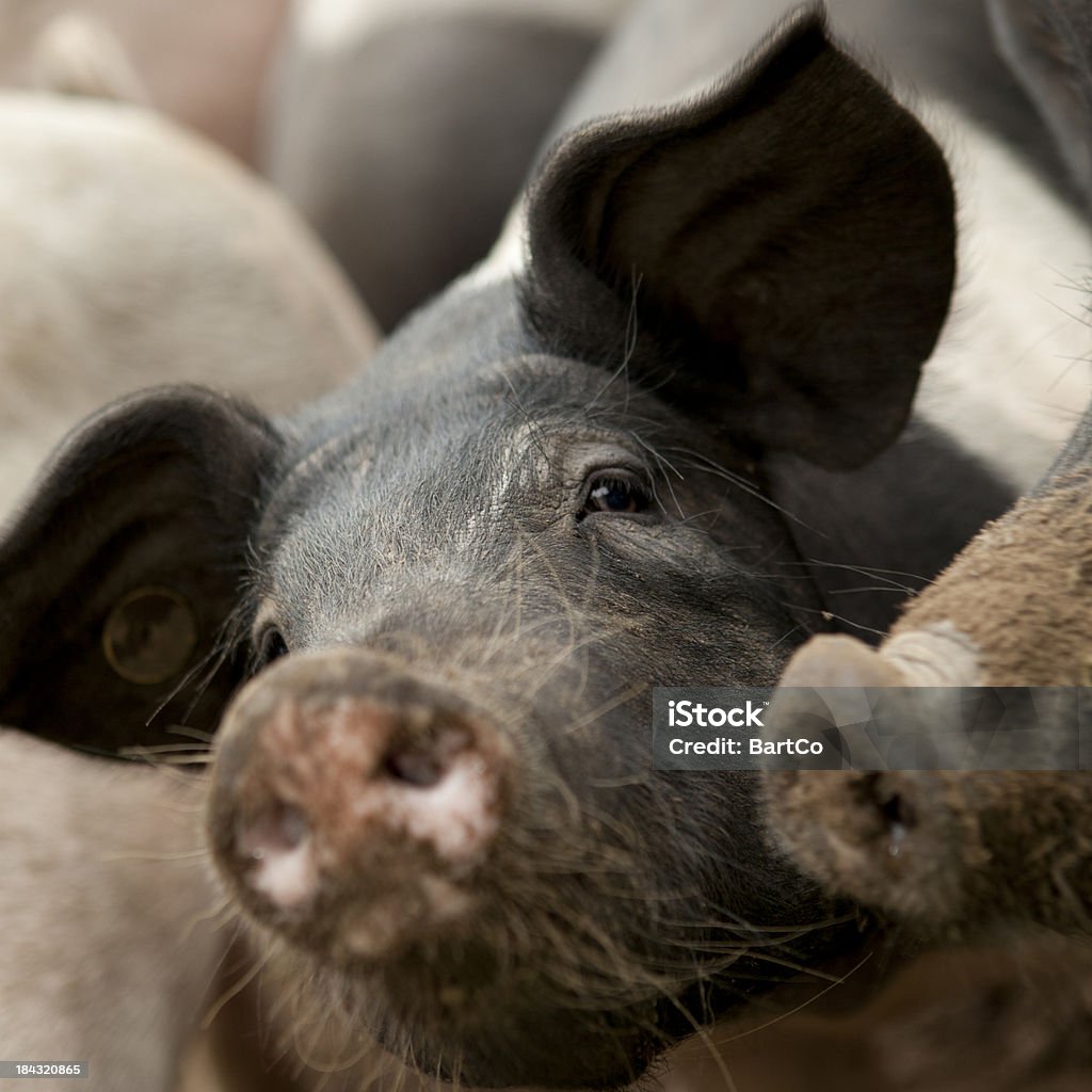 Foco seletivo de porco. - Foto de stock de Gado Doméstico Bovino royalty-free