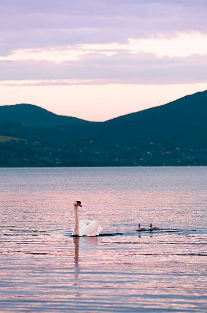 istock Swan and cygnets at sunset 184321016
