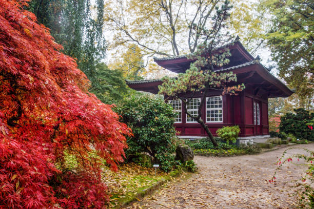 Autumn leaf color of Japanese maple in Japanese garden of Leverkusen : pagoda building at distance Autumn leaf color of Japanese maple in Japanese garden of Leverkusen : pagoda building at distance
Red small flowers at right , a little foggy and eathern garden pathes dissected flower stock pictures, royalty-free photos & images