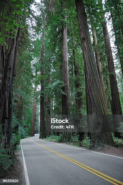 道路からレッドウッド森林 - アメリカ合衆国のストックフォトや画像を多数ご用意 - アメリカ合衆国, カリフォルニア州, ステートパーク