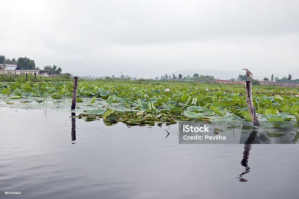 Jezioro Dal z Lotuses w pochmurny dzień - Zbiór zdjęć royalty-free (Bez ludzi)