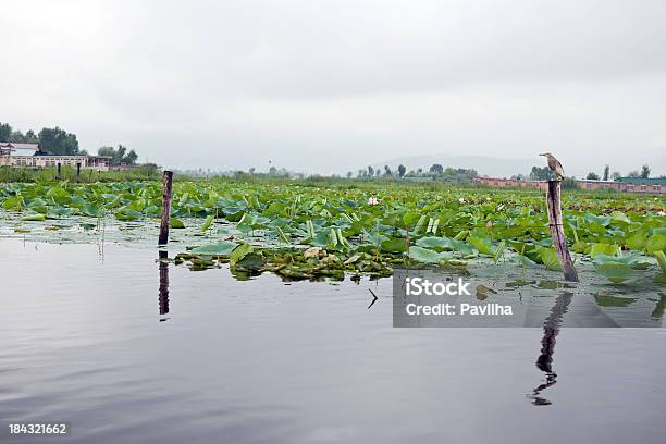 Jezioro Dal Z Lotuses W Pochmurny Dzień - zdjęcia stockowe i więcej obrazów Bez ludzi - Bez ludzi, Dom - Budowla mieszkaniowa, Dżammu i Kaszmir