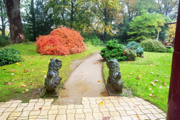 Autumn leaf color of Japanese maple in Japanese garden of Leverkusen : Torii gate at distance and awe cedar tree Idyllic Japanese garden of Leverkusenin autumn with typical metal figures of predators. Amazing foggy view on green grass landscape and awe red dissectum Japanese maple dissected flower stock pictures, royalty-free photos & images