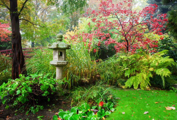 Autumn leaf color of Japanese maple in Japanese garden of Leverkusen : pagoda building at distance Autumn leaf color of Japanese maple in Japanese garden of Leverkusen : lantern at distance Green grass meadow , a little foggy and eathern garden pathes dissected flower stock pictures, royalty-free photos & images