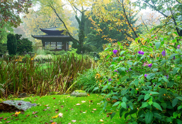 Amazing autumn in the Japanese garden of Leverkusen. Red leaves of Japanese maple and some kind of building that looks like a pagoda. Idyllic Japanese garden of Leverkusenin autumn with pagoda building at distance. Amazing blue flowers of perennial at right corner and building like a pagoda in distance. A little foggy - a beautiful mysterious landscape dissected flower stock pictures, royalty-free photos & images