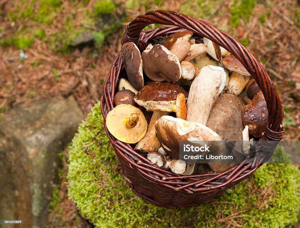 Rich harvest Basket full of mushrooms Basket Stock Photo