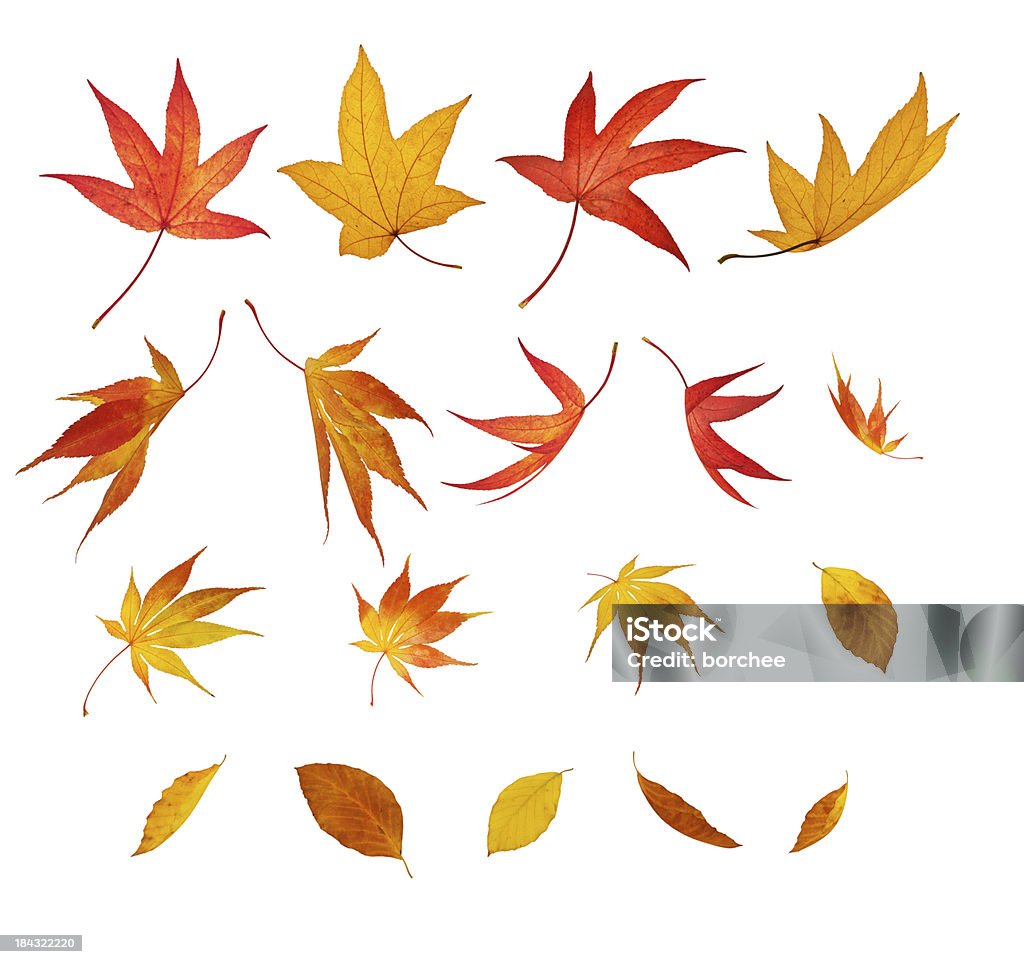 Isolated Falling Autumn Leaves Different falling autumn leaves on white background. Autumn Stock Photo