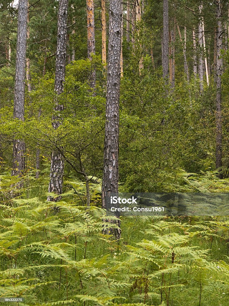 Bosque de pinos - Foto de stock de Aire libre libre de derechos