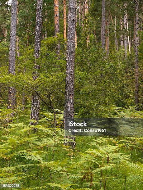 Bosque De Pinos Foto de stock y más banco de imágenes de Aire libre - Aire libre, Arbusto, Belleza de la naturaleza