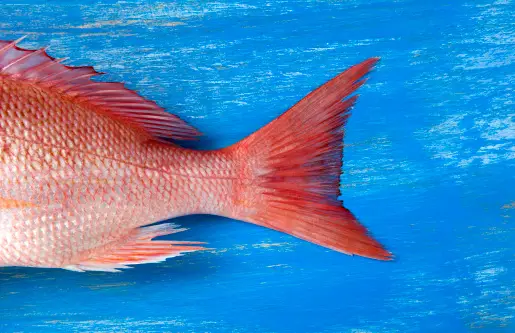 Queues De Poisson Photos T l charger Des Images Gratuites Sur Unsplash queues-de-poisson-photos-t-l-charger-des-images-gratuites-sur-unsplash
