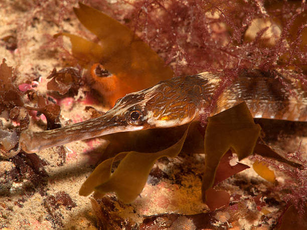 istock Syngnathus acus Linnaes - Greater Pipefish 184322381