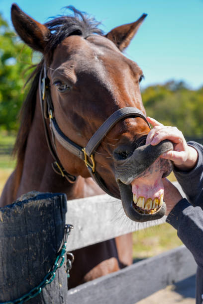 istock Examining horse teeth and tattooed lip 1843224997