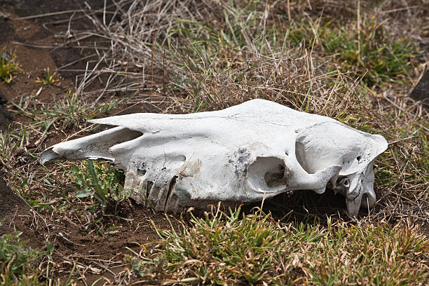 istock Remains of a horse 184322531