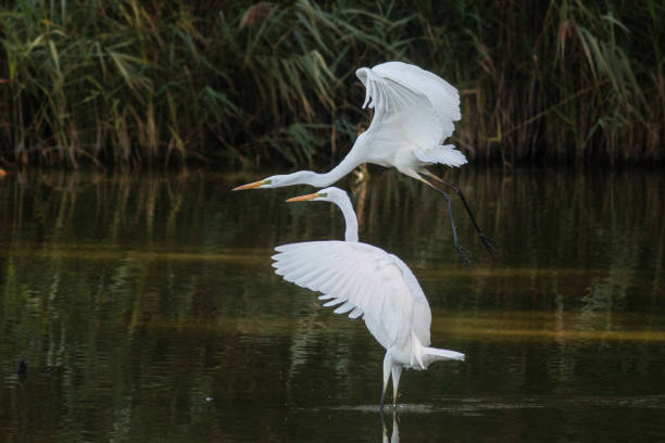 istock flying great egrets ''birds with angel wings'' 1843225512