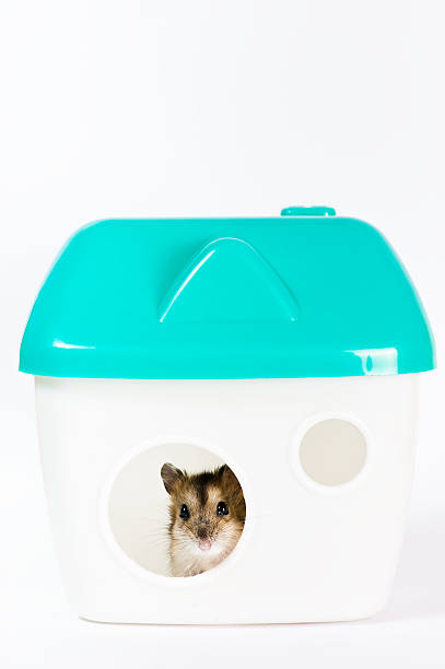 햄스터 집에서 - rodent hamster small apartment 뉴스 사진 이미지