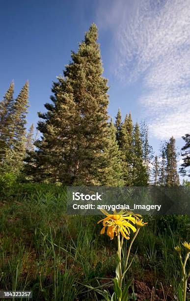 Granadilha Floresta Paisagem - Fotografias de stock e mais imagens de Amarelo - Amarelo, Ao Ar Livre, Beleza natural