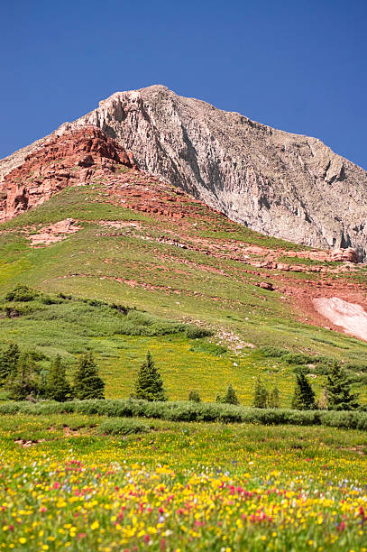 istock mountain wildflower landscape 184323447