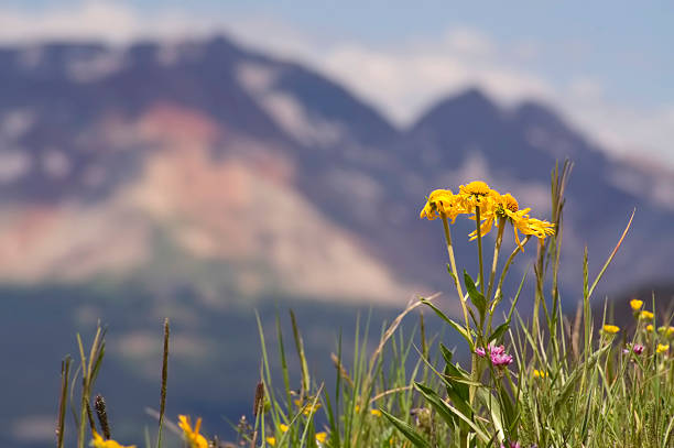 rocky mountain wildflower landscape summer wildflower blooms with golden yellow petals stand in a high alpine meadow with dramatic craggy peaks off in the distance underneath a cloud filled blue sky.  such beautiful nature scenery can be found in the san juan range of the colorado rocky mountains high above durango.  horizontal composition with selective focus on flowers and copy space soft focus background. alpine hulsea photos stock pictures, royalty-free photos & images