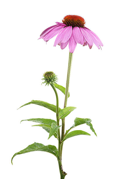 echinacea purpurea (echinacea purpurea) aislado en blanco - coneflower fotografías e imágenes de stock