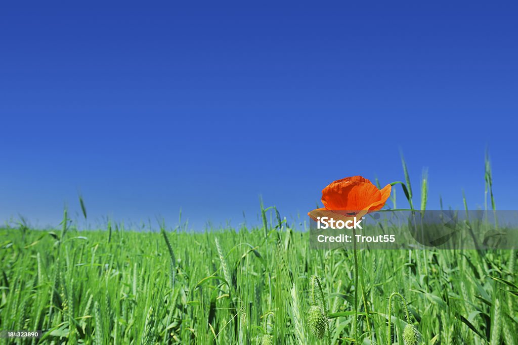 Rojo popy en green field - Foto de stock de Aire libre libre de derechos