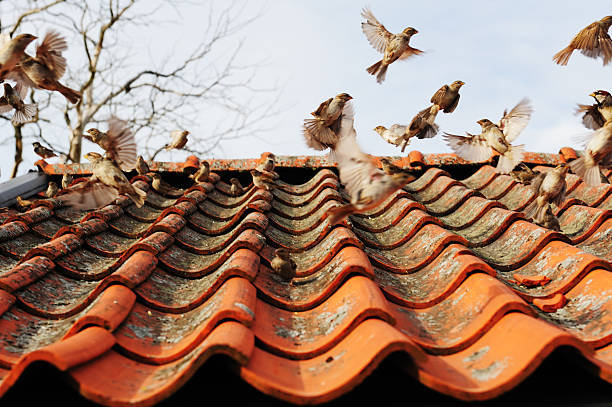 birds flying, taking of or landing on red tiled rooftop against semi clouded sky.