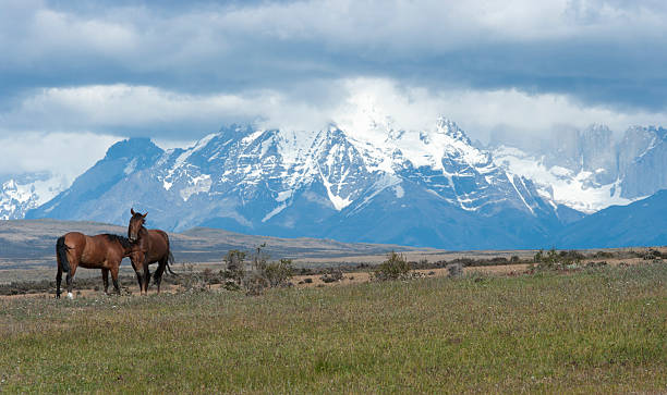 istock Torres del Paine and horses 184324007
