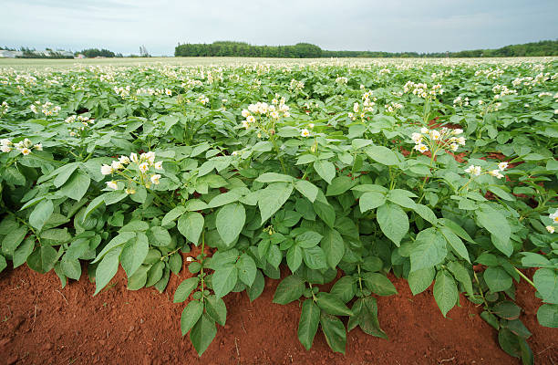 campo de batata em flor. ilha prince edward. - raw potato field agriculture flower imagens e fotografias de stock