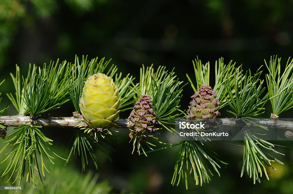 Cono - Foto stock royalty-free di Albero