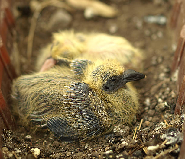 istock one-week-old pigeon baby bird waiting for feeding 184324300