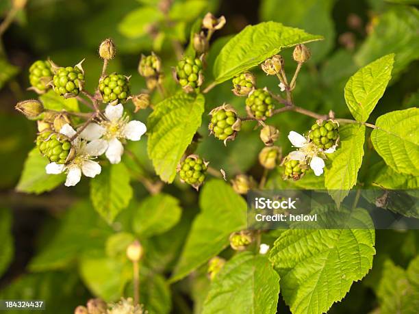 Raspberrys Negro Foto de stock y más banco de imágenes de Alimento - Alimento, Color negro, Comida sana