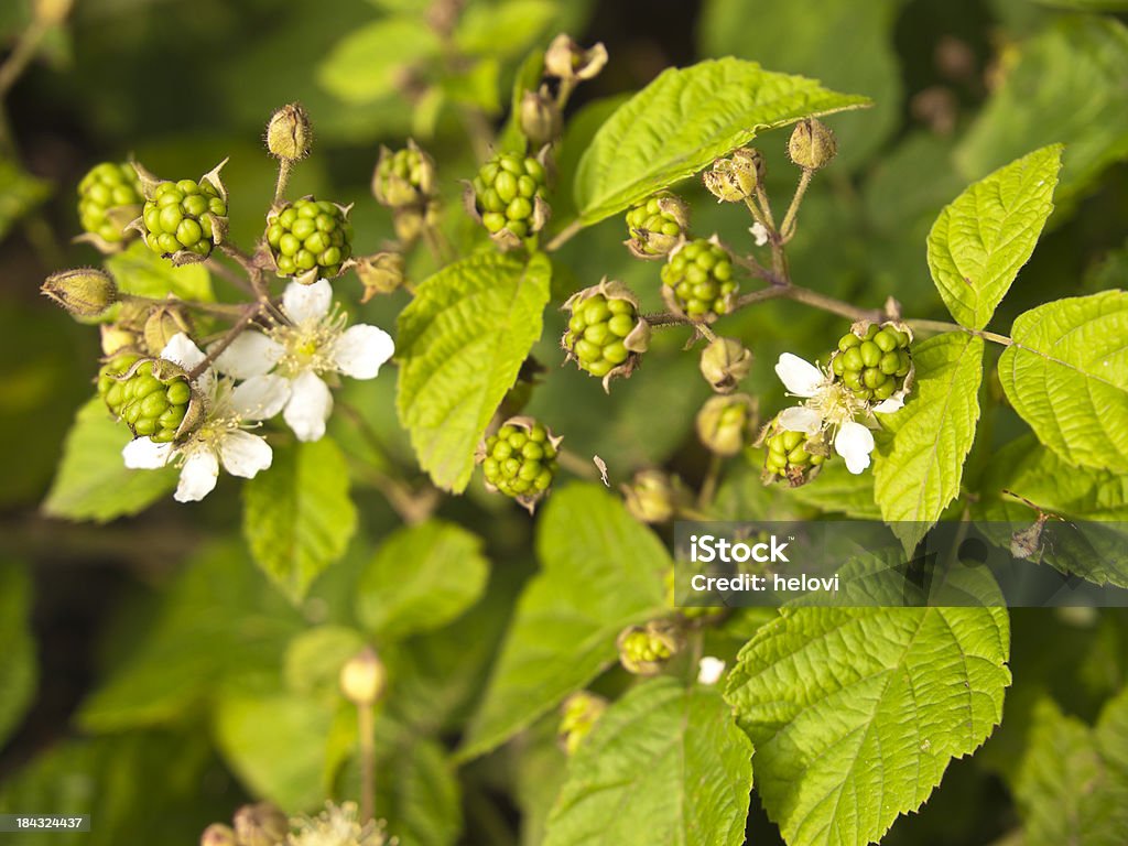 Preto raspberrys - Royalty-free Alimentação Saudável Foto de stock