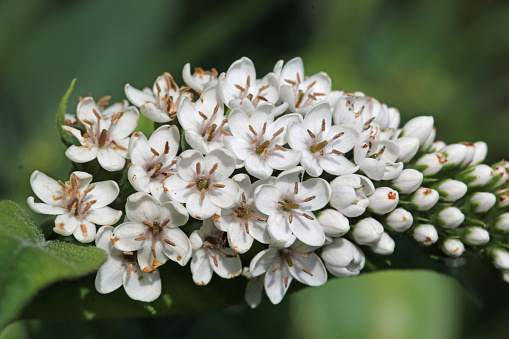 White allium blooms