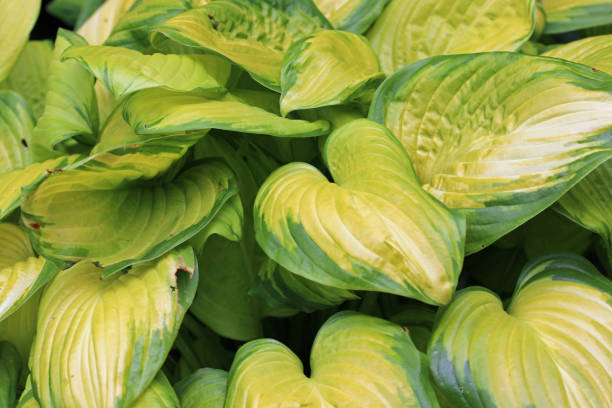 istock Variegated plantain lily leaves in close up 1843245182