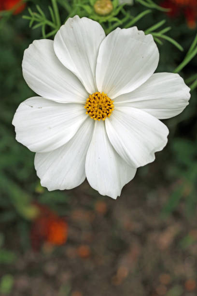 istock White cosmos flower in close up 1843245696
