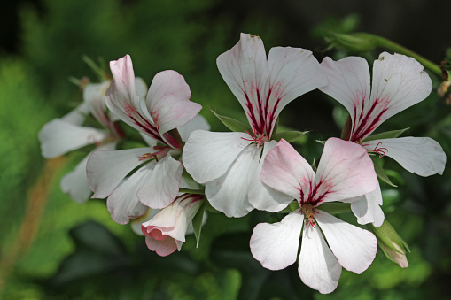White petal pink vein pelargonium flowers of unknown variety in close up with a background of blurred leaves.