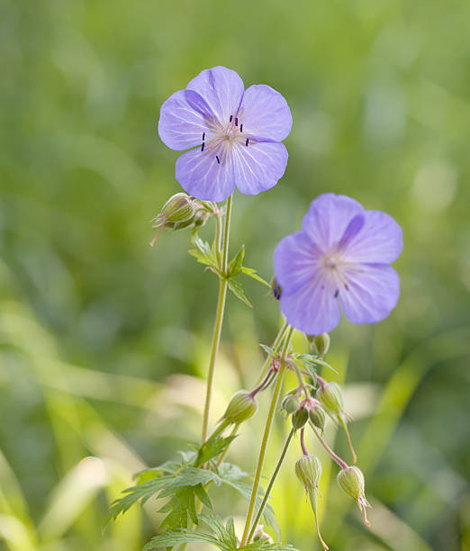 meadow bico-de-cegonha (gerânio pratense - geranium pratense imagens e fotografias de stock